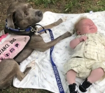 A cadela que ajudou dona com autismo a dar à luz