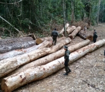 Desmatamentos na Amazônia atingem área equivalente a 11 cidades de São Paulo de agosto de 2018 a julho de 2019