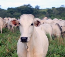 Ministério da Agricultura confirma caso de vaca louca em frigorífico de BH