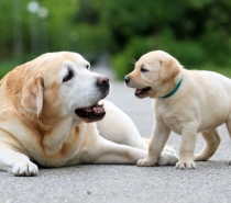 Governo cria Cadastro Nacional de Animais Domésticos, com número de identidade para cães e gatos