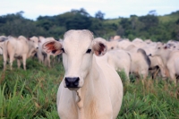 Ministério da Agricultura confirma caso de vaca louca em frigorífico de BH