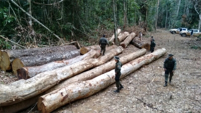 Desmatamentos na Amazônia atingem área equivalente a 11 cidades de São Paulo de agosto de 2018 a julho de 2019