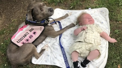 A cadela que ajudou dona com autismo a dar à luz